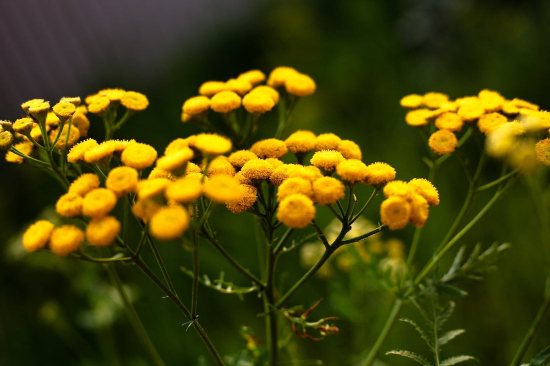 Blauer Rainfarn (Blue Tansy): Beruhigende Kraft für empfindliche Haut