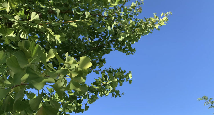 Ginkgo Biloba: Natürliche Vitalpflege für Haut und Haare
