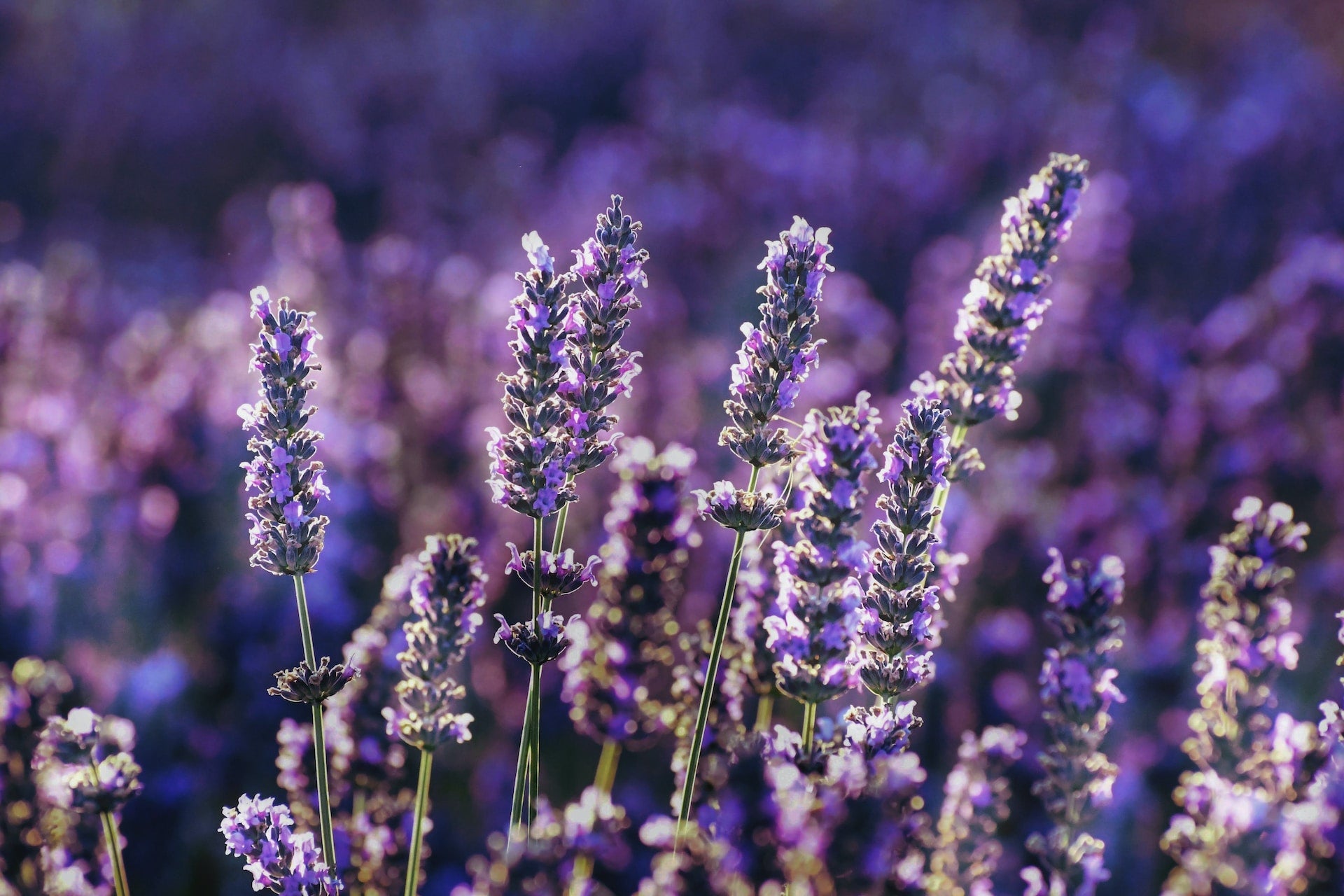 Lavendel: Sanfte Pflege und Regeneration für empfindliche Haut